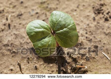 Picture - Cotton seedling, cotyledon stage; England, Arkansas, United States of America. Fotosearch