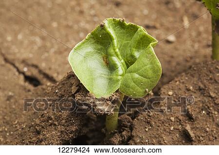 Picture - Cotton seedling, cotyledon stage; England, Arkansas, United States of America. Fotosearch