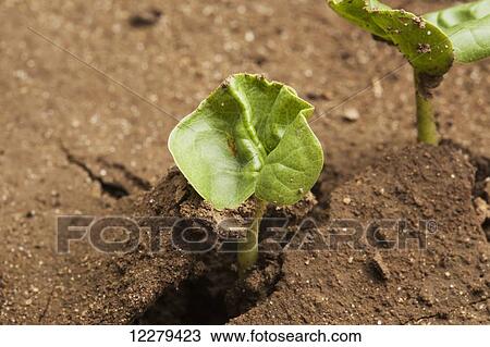 Stock Image - Cotton seedling, cotyledon stage; England, Arkansas, United States of America. Fotosearch