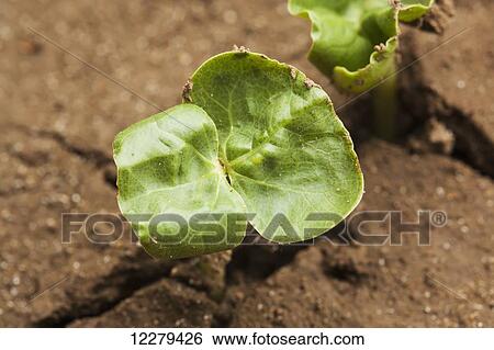 Cotton seedling, cotyledon stage; England, Arkansas, United States of America View Large Photo Image Stock Photograph - Cotton seedling, cotyledon stage; England, Arkansas, United States of America. Fotosearch