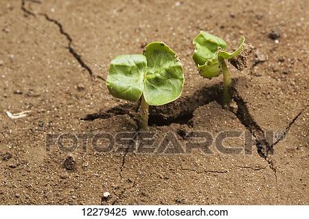 Stock Photography - Cotton seedling, cotyledon stage; England, Arkansas, United States of America. Fotosearch