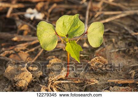 Stock Photography - Cotton seedling; England, Arkansas, United States of America. Fotosearch