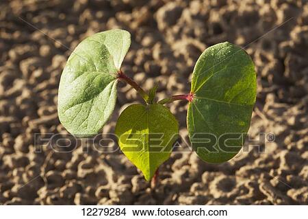 Picture - Cotton seedling with first true leaf, conventional till system; England, Arkansas, United States of America. Fotosearch