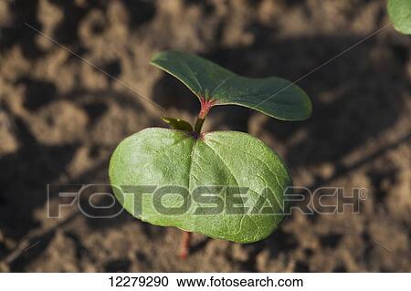 Stock Image - Cotton seedling with first true leaf, conventional till system; England, Arkansas, United States of America. Fotosearch