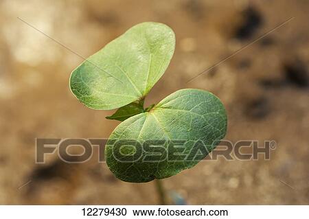 Cotton seedling with first true leaf, conventional till; England, Arkansas, United States of America View Large Photo Image Stock Image - Cotton seedling with first true leaf, conventional till; England, Arkansas, United States of America. Fotosearch