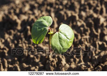 Cotton seedling with first true leaf, conventional till system; England, Arkansas, United States of America View Large Photo Image Stock Photo - Cotton seedling with first true leaf, conventional till system; England, Arkansas, United States of America. Fotosearch