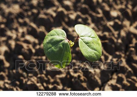 Stock Photo - Cotton seedling with first true leaf, conventional till system; England, Arkansas, United States of America. Fotosearch