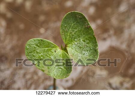 Cotton seedling with first true leaf, conventional till; England, Arkansas, United States of America View Large Photo Image Stock Photo - Cotton seedling with first true leaf, conventional till; England, Arkansas, United States of America. Fotosearch