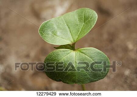 Stock Photo - Cotton seedling with first true leaf, conventional till; England, Arkansas, United States of America. Fotosearch