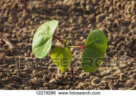 Cotton seedling with first true leaf, conventional till system; England, Arkansas, United States of America View Large Photo Image Stock Photograph - Cotton seedling with first true leaf, conventional till system; England, Arkansas, United States of America. Fotosearch