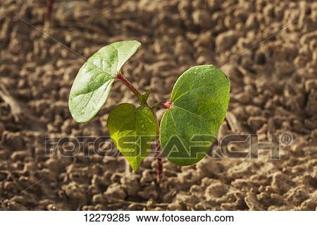 Stock Photography - Cotton seedling with first true leaf, conventional till system; England, Arkansas, United States of America. Fotosearch