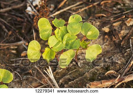 Stock Image - Cotton seedlings, 2 true leaf stage, no till culture; England, Arkansas, United States of America. Fotosearch