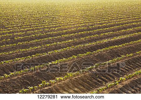 Cotton seedlings, conventional till; England, Arkansas, United States of America View Large Photo Image Stock Image - Cotton seedlings, conventional till; England, Arkansas, United States of America. Fotosearch