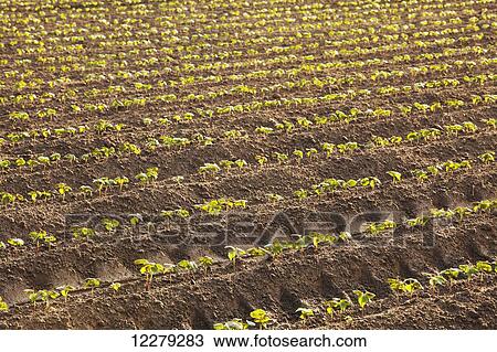Cotton seedlings, conventional till; England, Arkansas, United States of America View Large Photo Image Stock Image - Cotton seedlings, conventional till; England, Arkansas, United States of America. Fotosearch