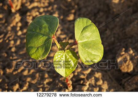 Stock Photo - Cotton seedlings with first true leaf, conventional till system; England, Arkansas, United States of America. Fotosearch