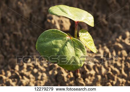 Stock Photo - Cotton seedlings with first true leaf, conventional till system; England, Arkansas, United States of America. Fotosearch
