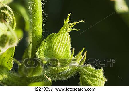 Stock Photo - Cotton square (flower bud); England, Arkansas, United States of America. Fotosearch