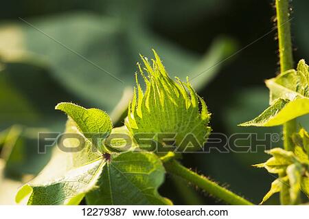 Stock Photo - Cotton square (flower bud); England, Arkansas, United States of America. Fotosearch