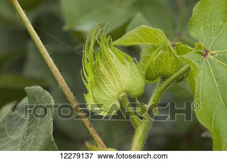Stock Photo - Cotton, squares; England, Arkansas, United States of America. Fotosearch