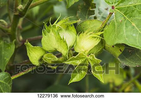 Cotton, squares; England, Arkansas, United States of America View Large Photo Image Stock Photograph - Cotton, squares; England, Arkansas, United States of America. Fotosearch