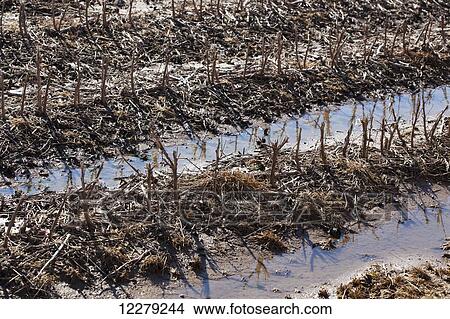 Picture - Cotton stubble and water puddling in the furrows; England, Arkansas, United States of America. Fotosearch