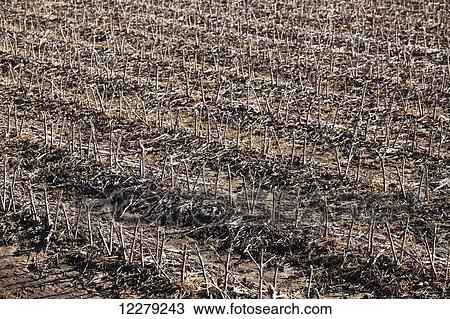 Cotton stubble in early spring; England, Arkansas, United States of America View Large Photo Image Stock Image - Cotton stubble in early spring; England, Arkansas, United States of America. Fotosearch