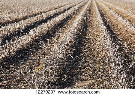 Stock Photo - Cotton stubble in early spring; England, Arkansas, United States of America. Fotosearch