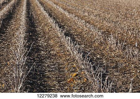 Cotton stubble in early spring; England, Arkansas, United States of America View Large Photo Image Stock Photo - Cotton stubble in early spring; England, Arkansas, United States of America. Fotosearch