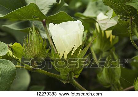 Cotton, white bloom stage; England, Arkansas, United States of America View Large Photo Image Stock Image - Cotton, white bloom stage; England, Arkansas, United States of America. Fotosearch