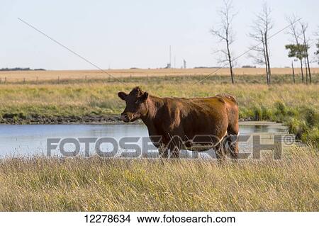 Cow beside dugout, near St. Albert; Alberta, Canada View Large Photo Image Picture - Cow beside dugout, near St. Albert; Alberta, Canada. Fotosearch
