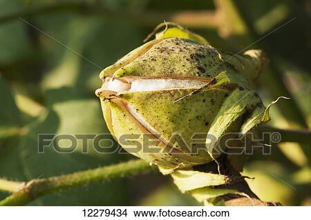 Cracking bolls, boll will continue to open, revealing the seed cotton; England, Arkansas, United States of America View Large Photo Image Picture - Cracking bolls, boll will continue to open, revealing the seed cotton; England, Arkansas, United States of America. Fotosearch