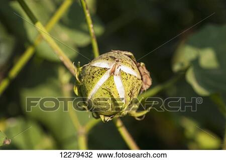Cracking bolls, boll will continue to open, revealing the seed cotton; England, Arkansas, United States of America View Large Photo Image Stock Image - Cracking bolls, boll will continue to open, revealing the seed cotton; England, Arkansas, United States of America. Fotosearch