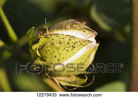 Cracking bolls, boll will continue to open, revealing the seed cotton; England, Arkansas, United States of America View Large Photo Image Stock Image - Cracking bolls, boll will continue to open, revealing the seed cotton; England, Arkansas, United States of America. Fotosearch