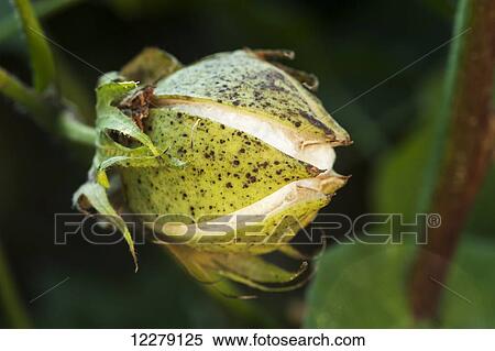 Stock Photography - Cracking stage cotton boll; England, Arkansas, United States of America. Fotosearch