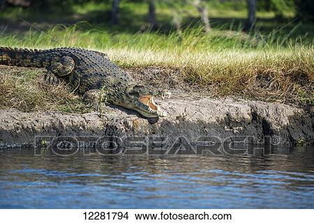 Picture - Crocodile (Crocodylinae), Chobe National Park; Kasane, Botswana. Fotosearch