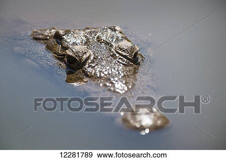 Crocodile (Crocodylinae), Kruger National Park; South Africa View Large Photo Image Stock Photo - Crocodile (Crocodylinae), Kruger National Park; South Africa. Fotosearch