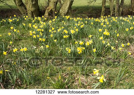 Stock Photo - Daffodils in bloom at Farndale, in the North York Moors National Park; North Yorkshire, England. Fotosearch