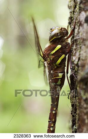 Dragonfly On A Tree Trunk; Les Cedres, Quebec, Canada View Large Photo Image Stock Image - Dragonfly On A Tree Trunk; Les Cedres, Quebec, Canada. Fotosearch