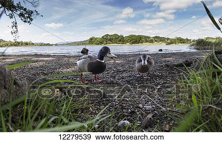 Ducks walk on the shore with a lake in the background; Cumbria, England View Large Photo Image Stock Photo - Ducks walk on the shore with a lake in the background; Cumbria, England. Fotosearch