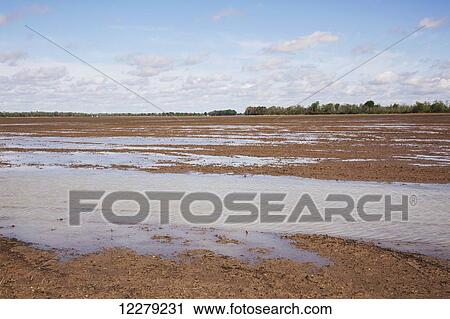 Stock Image - Excess early spring moisture puddles on a field that was previously planted to rice; England, Arkansas, United States of America. Fotosearch