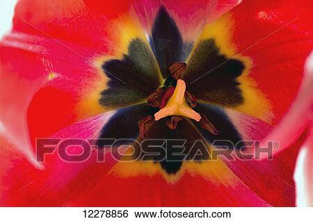 Stock Photograph - Extreme close up of colourful tulip with pistil and stamen; Calgary, Alberta, Canada. Fotosearch
