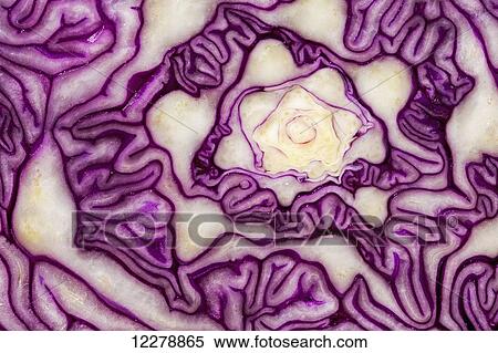 Stock Photography - Extreme close up of purple cabbage; Calgary, Alberta, Canada. Fotosearch