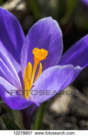 Extreme close up of purple crocus with pistil and stamen; Calgary, Alberta, Canada View Large Photo Image Stock Photo - Extreme close up of purple crocus with pistil and stamen; Calgary, Alberta, Canada. Fotosearch