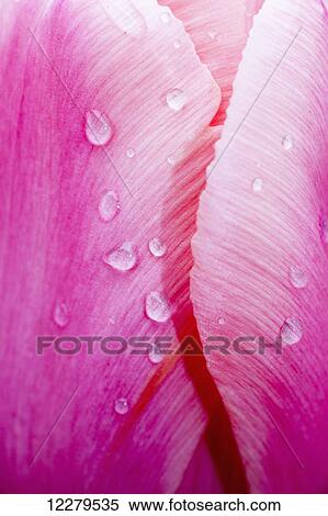 Stock Photography - Extreme close up of water droplets on a pink flower petal; South Shields, Tyne and Wear, England. Fotosearch
