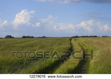 Farm road through hay field; Waterloo, Quebec, Canada View Large Photo Image Stock Photograph - Farm road through hay field; Waterloo, Quebec, Canada. Fotosearch