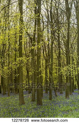 Field of bluebells amongst the trees; Tring, Borough of Dacorum, Hertfordshire, England View Large Photo Image Stock Photograph - Field of bluebells amongst the trees; Tring, Borough of Dacorum, Hertfordshire, England. Fotosearch