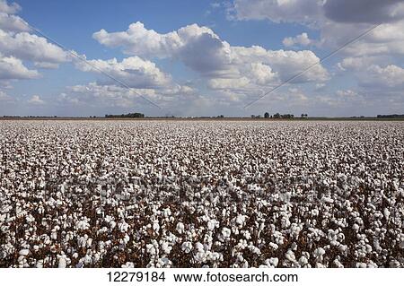 Field of open cotton at harvest stage; England, Arkansas, United States of America View Large Photo Image Picture - Field of open cotton at harvest stage; England, Arkansas, United States of America. Fotosearch