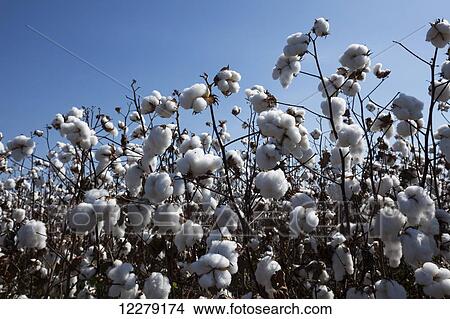 Picture - Field of open cotton at the harvest stage, Roundup ready, no till; England, Arkansas, United States of America. Fotosearch