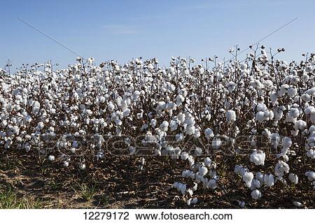 Stock Image - Field of open cotton at the harvest stage, Roundup ready, no till; England, Arkansas, United States of America. Fotosearch