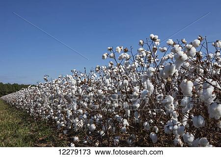 Field of open cotton at the harvest stage, Roundup ready, no till; England, Arkansas, United States of America View Large Photo Image Stock Image - Field of open cotton at the harvest stage, Roundup ready, no till; England, Arkansas, United States of America. Fotosearch